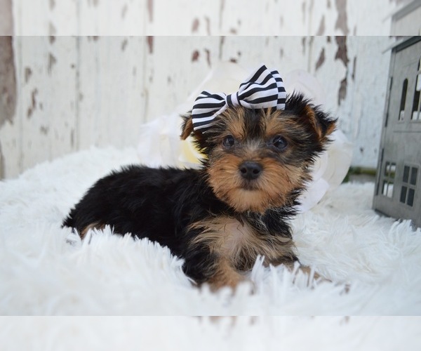 Medium Photo #2 Australian Yorkshire Terrier Puppy For Sale in HONEY BROOK, PA, USA
