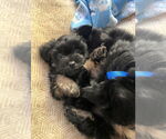 Small #2 Shih Tzu