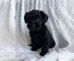 Puppy Shadow Schnauzer (Miniature)