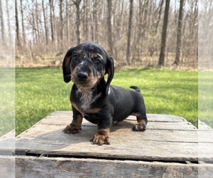 Dachshund Puppy for sale in MIDDLEBURY, IN, USA