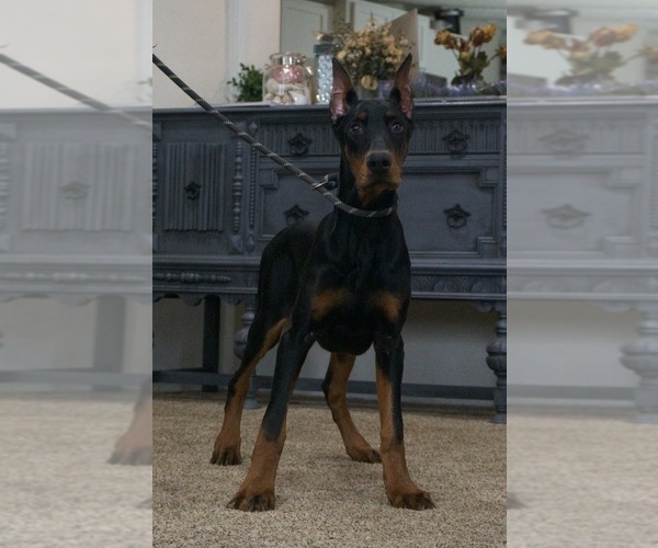 Medium Photo #1 Doberman Pinscher Puppy For Sale in WARSAW, IN, USA