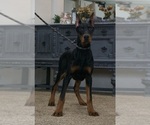 Puppy AKC Euro Natash Doberman Pinscher