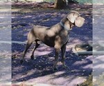 Small Photo #12 Great Dane Puppy For Sale in ALVARADO, TX, USA