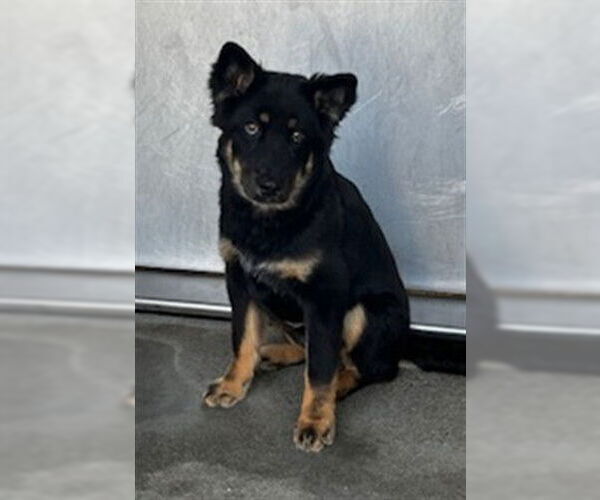 Medium Photo #2 German Shepherd Dog-Unknown Mix Puppy For Sale in Downey, CA, USA