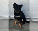 Small #1 German Shepherd Dog Mix