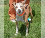 Small #2 American Staffordshire Terrier-Boxer Mix