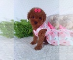 Small #4 Cavalier King Charles Spaniel-Poodle (Toy) Mix