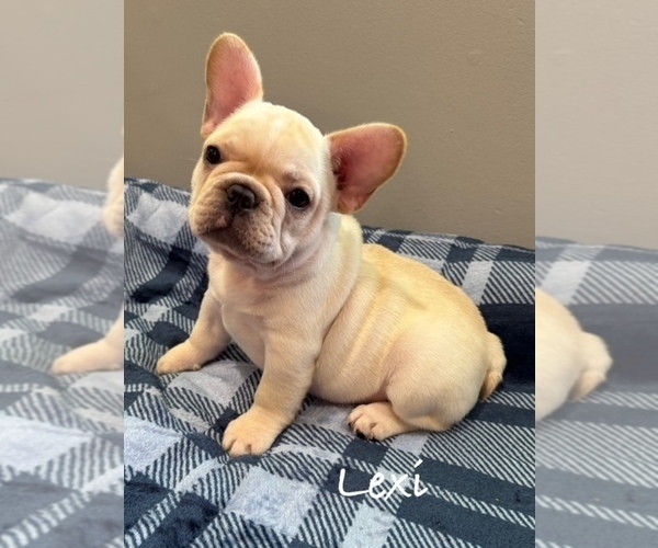 Medium Photo #2 French Bulldog Puppy For Sale in WILLIAMSVILLE, MO, USA