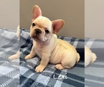 Small #1 French Bulldog