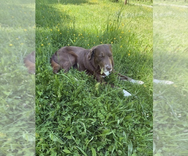 Medium Photo #1 Borador Puppy For Sale in MARION, VA, USA