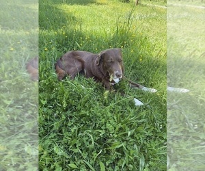 Father of the Borador puppies born on 05/24/2026