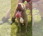 Small #3 Mutt