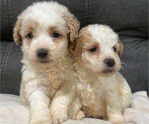 Goldendoodle Puppy for sale in HICKORY, NC, USA