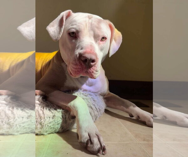 Medium Photo #8 American Pit Bull Terrier-Unknown Mix Puppy For Sale in Germantown, OH, USA