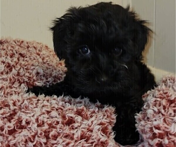 Medium Photo #1 Havanese Puppy For Sale in LONGVIEW, TX, USA