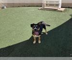 Small #11 American Staffordshire Terrier-Siberian Husky Mix