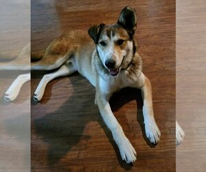 Huskies -Labrador Retriever Mix Dogs for adoption in New London, WI, USA