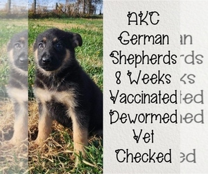 German Shepherd Dog Puppy for sale in MASON, OH, USA