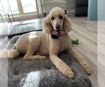 Small Photo #1 Poodle (Standard) Puppy For Sale in CLEVER, MO, USA