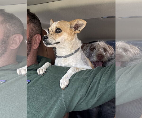 Medium Photo #5 Chihuahua-Unknown Mix Puppy For Sale in Newport Beach, CA, USA