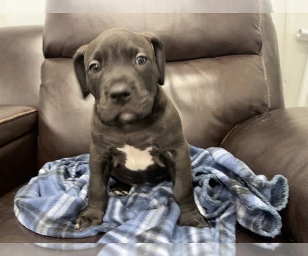 Medium Photo #29 American Bully Puppy For Sale in REESEVILLE, WI, USA