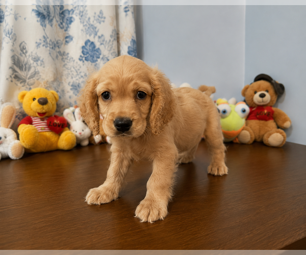 Medium Photo #4 Cocker Spaniel Puppy For Sale in DURHAM, CT, USA