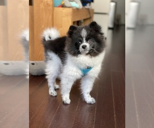 Pomeranian Puppy for sale in NEW YORK, NY, USA