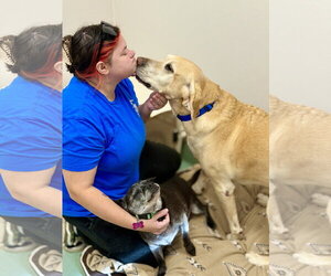 Tucker - Male Labrador Retriever-Unknown Mix Dog for Adoption - Photo #3