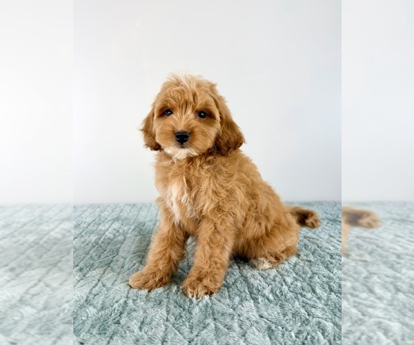 Medium Photo #5 Cavapoo (Miniature) Puppy For Sale in GREENFIELD, IN, USA