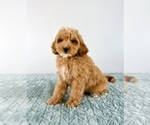 Small #4 Cavapoo (Miniature)