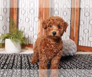 Poodle (Miniature) Puppy for sale in NAPLES, FL, USA