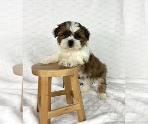 Shih Tzu Puppy for sale in INDIANAPOLIS, IN, USA
