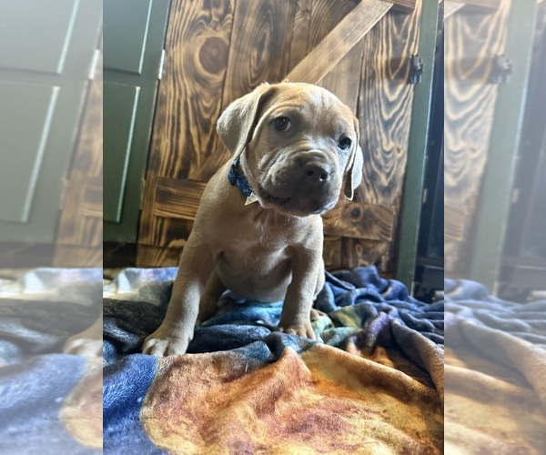 Medium Photo #7 Cane Corso Puppy For Sale in HUNTINGTON, IN, USA