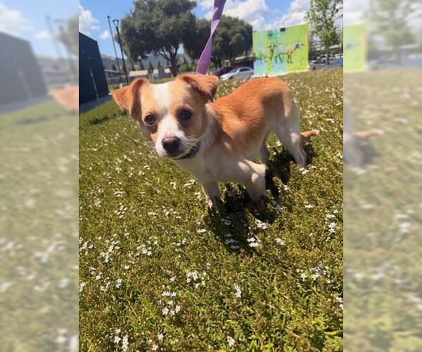 Medium Photo #1 Papillon-Unknown Mix Puppy For Sale in San Martin, CA, USA