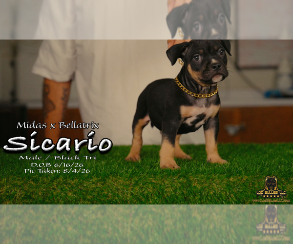 Medium Photo #3 American Bully Puppy For Sale in GREELEY, CO, USA