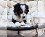 Puppy Puppy 1 socks Miniature Australian Shepherd