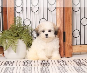 Mal-Shi Puppy for sale in NAPLES, FL, USA