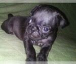 Small Photo #5 Pug Puppy For Sale in FORT WAYNE, IN, USA