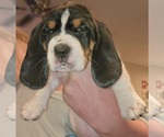 Puppy Shyanna Basset Hound