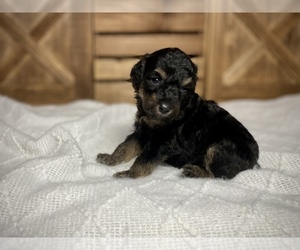 Aussiedoodle Puppy for sale in CONWAY, MO, USA