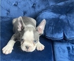 Small #17 French Bulldog