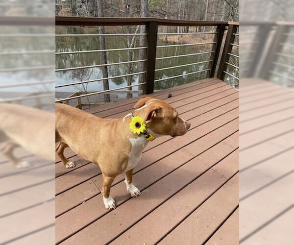 Medium Photo #4 American Bulldog-Labrador Retriever Mix Puppy For Sale in Decatur, GA, USA