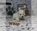 Small Photo #7 Maltese Puppy For Sale in CHANUTE, KS, USA
