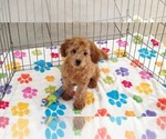 Amber - Female Cavapoo mix (+ Poodle Miniature) Puppy for Sale - Photo #8