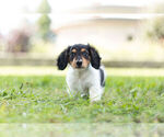 Small Photo #3 Dachshund Puppy For Sale in WARSAW, IN, USA