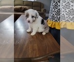 Small Photo #3 Australian Shepherd Puppy For Sale in SOMONAUK, IL, USA