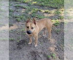 Small #1 Boxador