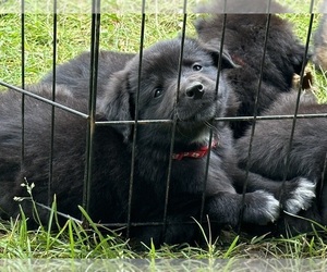 Border Collie Puppy for sale in BRISTOL, NH, USA