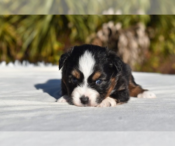 Medium Photo #1 Miniature American Shepherd Puppy For Sale in PALM COAST, FL, USA