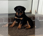 Small Photo #6 Rottweiler Puppy For Sale in VONORE, TN, USA